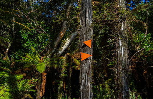 Predator Free Rakiura Track Small