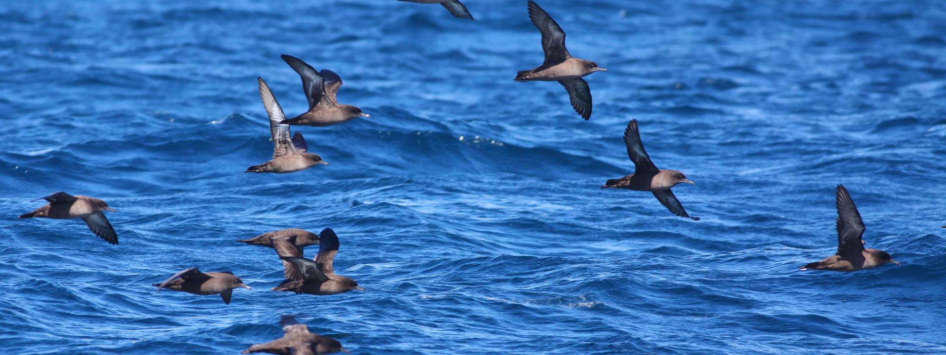 Titi flying over ocean near Stewart Island